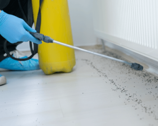 Ants Control Treatment