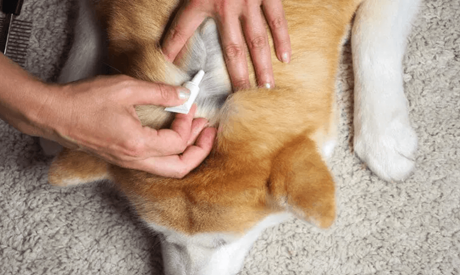 Flea Control Treatment