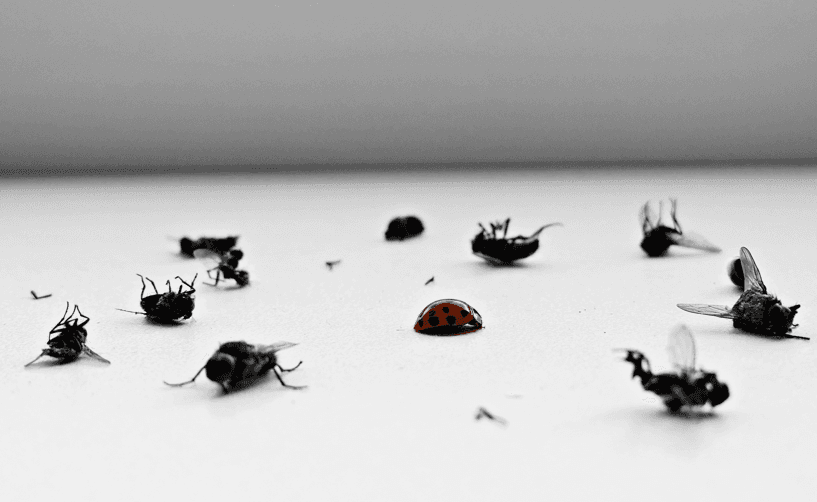 Bugs Control Treatment