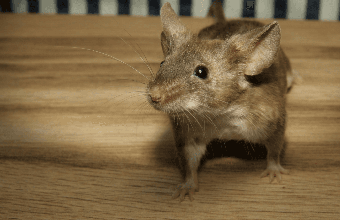 Mice Control Treatment