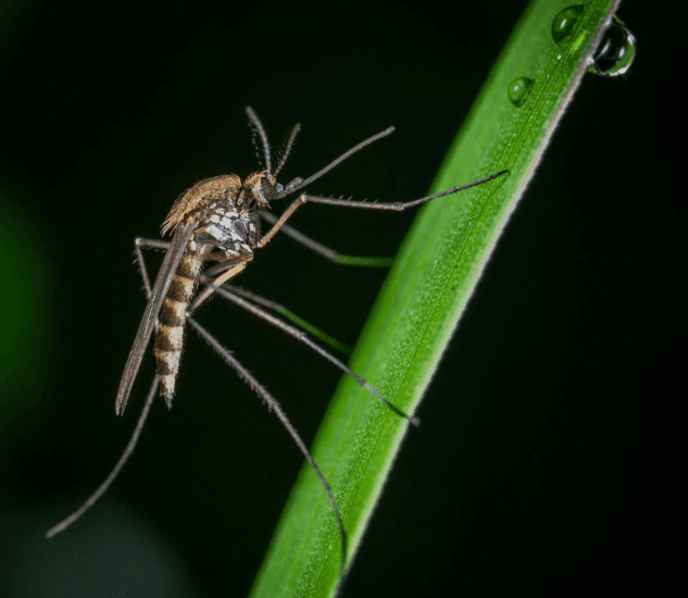 Mosquitoes Control Treatment