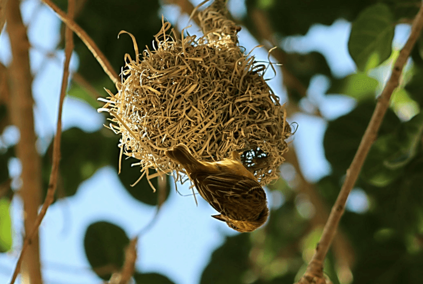 Bird Nest Removal