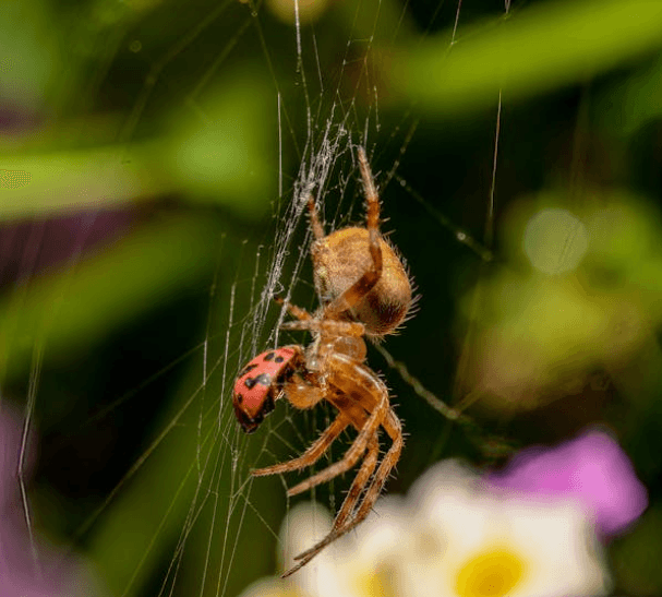 Spider Control Treatment