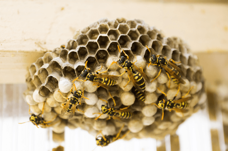 Wasp Nest Removal
